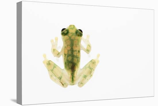 Reticulated Glass Frog (Hyalinobatrachium Valerioi) Captive-Edwin Giesbers-Stretched Canvas