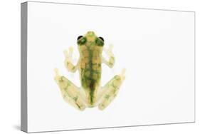 Reticulated Glass Frog (Hyalinobatrachium Valerioi) Captive-Edwin Giesbers-Stretched Canvas