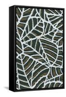 Reticulated Leaf Patterns-null-Framed Stretched Canvas