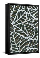 Reticulated Leaf Patterns-null-Framed Stretched Canvas