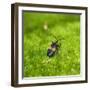 Reticulated Netwinged Beetle-Brenda Petrella Photography LLC-Framed Giclee Print