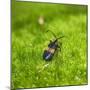 Reticulated Netwinged Beetle-Brenda Petrella Photography LLC-Mounted Giclee Print