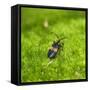 Reticulated Netwinged Beetle-Brenda Petrella Photography LLC-Framed Stretched Canvas