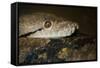 Reticulated Python (Python Reticulatus)-Scott T. Smith-Framed Stretched Canvas