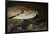 Reticulated Python (Python Reticulatus)-Scott T. Smith-Framed Photographic Print