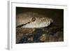 Reticulated Python (Python Reticulatus)-Scott T. Smith-Framed Photographic Print