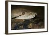 Reticulated Python (Python Reticulatus)-Scott T. Smith-Framed Photographic Print