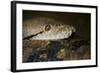 Reticulated Python (Python Reticulatus)-Scott T. Smith-Framed Photographic Print