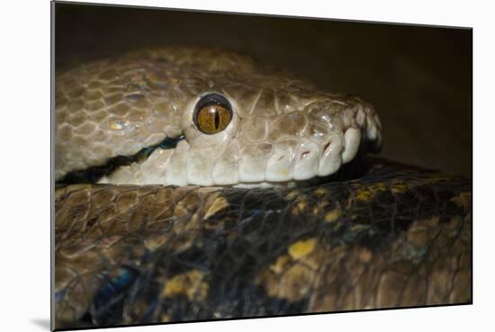 Reticulated Python (Python Reticulatus)-Scott T. Smith-Mounted Photographic Print