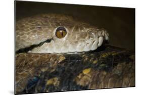 Reticulated Python (Python Reticulatus)-Scott T. Smith-Mounted Photographic Print