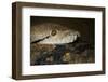 Reticulated Python (Python Reticulatus)-Scott T. Smith-Framed Photographic Print