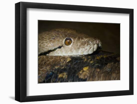 Reticulated Python (Python Reticulatus)-Scott T. Smith-Framed Photographic Print