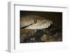 Reticulated Python (Python Reticulatus)-Scott T. Smith-Framed Photographic Print