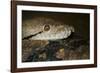 Reticulated Python (Python Reticulatus)-Scott T. Smith-Framed Photographic Print