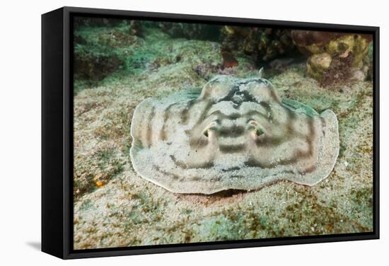 Reticulated round Ray (Urobatis Concentricus)-Reinhard Dirscherl-Framed Stretched Canvas