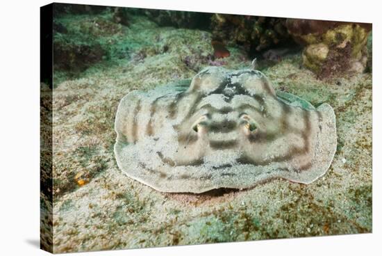 Reticulated round Ray (Urobatis Concentricus)-Reinhard Dirscherl-Stretched Canvas