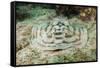 Reticulated round Ray (Urobatis Concentricus)-Reinhard Dirscherl-Framed Stretched Canvas