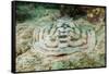 Reticulated round Ray (Urobatis Concentricus)-Reinhard Dirscherl-Framed Stretched Canvas