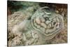 Reticulated round Ray (Urobatis Concentricus)-Reinhard Dirscherl-Stretched Canvas