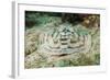 Reticulated round Ray (Urobatis Concentricus)-Reinhard Dirscherl-Framed Photographic Print