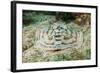 Reticulated round Ray (Urobatis Concentricus)-Reinhard Dirscherl-Framed Photographic Print