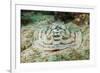 Reticulated round Ray (Urobatis Concentricus)-Reinhard Dirscherl-Framed Photographic Print