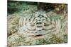 Reticulated round Ray (Urobatis Concentricus)-Reinhard Dirscherl-Mounted Photographic Print