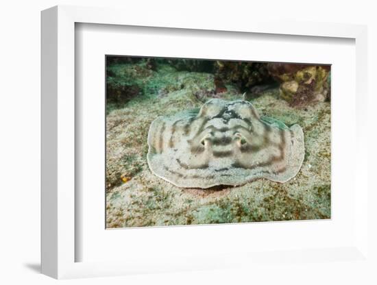 Reticulated round Ray (Urobatis Concentricus)-Reinhard Dirscherl-Framed Photographic Print