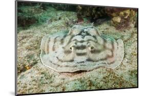 Reticulated round Ray (Urobatis Concentricus)-Reinhard Dirscherl-Mounted Photographic Print