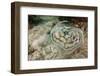 Reticulated round Ray (Urobatis Concentricus)-Reinhard Dirscherl-Framed Photographic Print