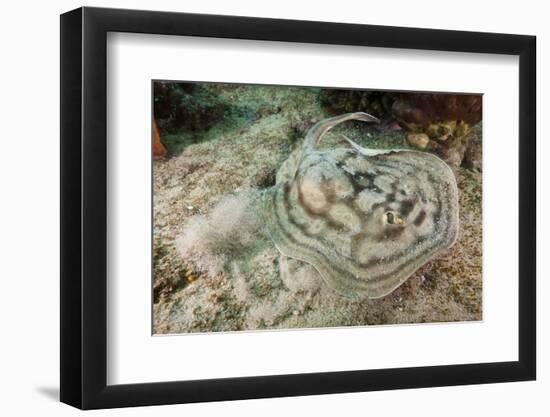 Reticulated round Ray (Urobatis Concentricus)-Reinhard Dirscherl-Framed Photographic Print