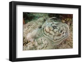 Reticulated round Ray (Urobatis Concentricus)-Reinhard Dirscherl-Framed Photographic Print