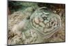 Reticulated round Ray (Urobatis Concentricus)-Reinhard Dirscherl-Mounted Photographic Print