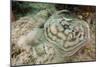 Reticulated round Ray (Urobatis Concentricus)-Reinhard Dirscherl-Mounted Photographic Print