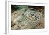 Reticulated round Ray (Urobatis Concentricus)-Reinhard Dirscherl-Framed Photographic Print