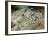 Reticulated round Ray (Urobatis Concentricus)-Reinhard Dirscherl-Framed Photographic Print