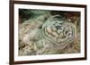 Reticulated round Ray (Urobatis Concentricus)-Reinhard Dirscherl-Framed Photographic Print