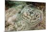 Reticulated round Ray (Urobatis Concentricus)-Reinhard Dirscherl-Mounted Photographic Print