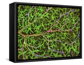 Retina Blood Vessel And Nerve Cells-Thomas Deerinck-Framed Stretched Canvas