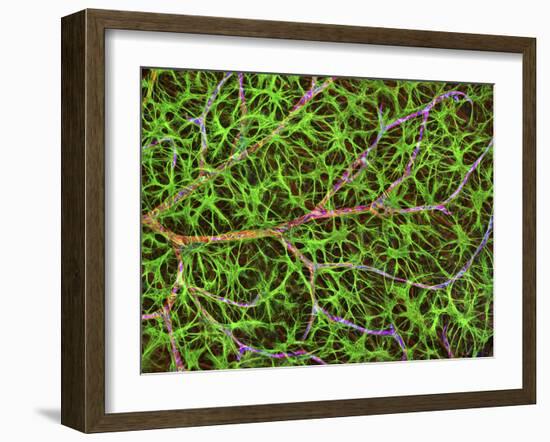 Retina Blood Vessel And Nerve Cells-Thomas Deerinck-Framed Photographic Print