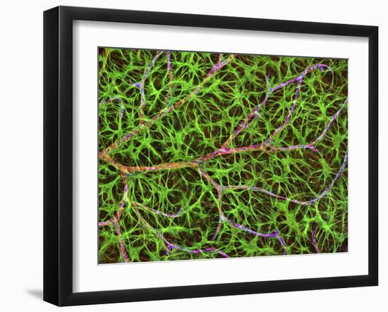 Retina Blood Vessel And Nerve Cells-Thomas Deerinck-Framed Photographic Print