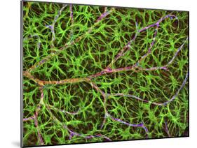 Retina Blood Vessel And Nerve Cells-Thomas Deerinck-Mounted Photographic Print