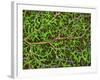 Retina Blood Vessel And Nerve Cells-Thomas Deerinck-Framed Photographic Print