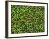 Retina Blood Vessel And Nerve Cells-Thomas Deerinck-Framed Photographic Print