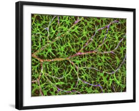 Retina Blood Vessel And Nerve Cells-Thomas Deerinck-Framed Photographic Print