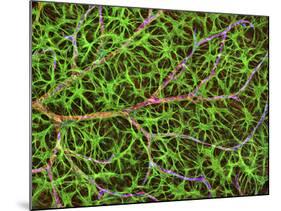 Retina Blood Vessel And Nerve Cells-Thomas Deerinck-Mounted Photographic Print