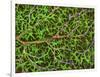 Retina Blood Vessel And Nerve Cells-Thomas Deerinck-Framed Photographic Print