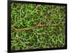 Retina Blood Vessel And Nerve Cells-Thomas Deerinck-Framed Photographic Print