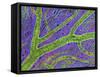 Retina Blood Vessel-Thomas Deerinck-Framed Stretched Canvas