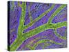 Retina Blood Vessel-Thomas Deerinck-Stretched Canvas